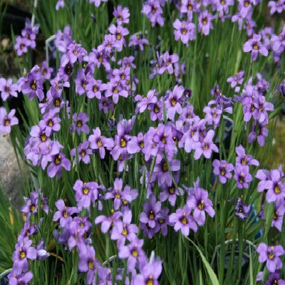 Sisyrinchium 'E K Balls'