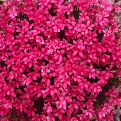 /Rhodohypoxis_deflexa.jpg