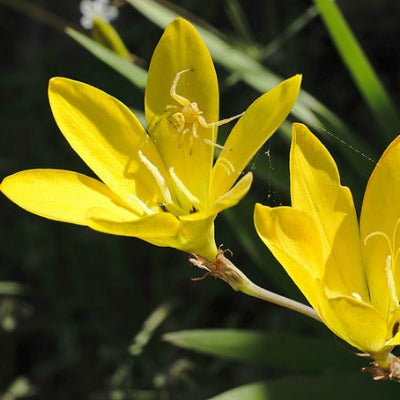 Sparaxis_grandiflora ssp acutiloba