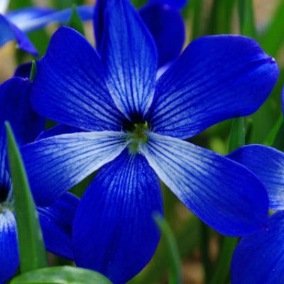 Tecophilaea_cyanocrocus