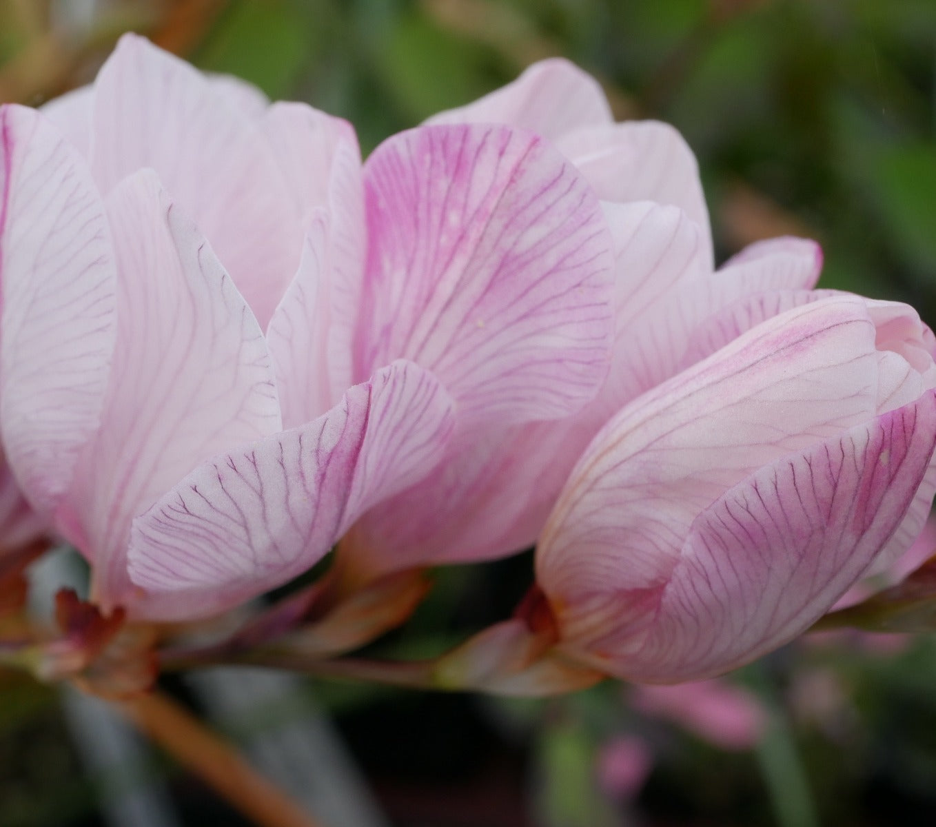 Tritonia crocata Plymouth Pastel