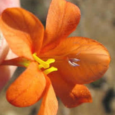 Tritonia securigera sub sp watermeyeri