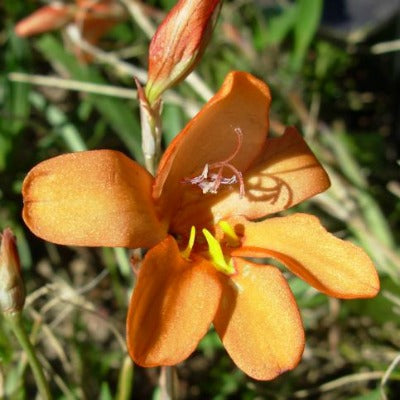 Tritonia securigera sub sp watermeyeri