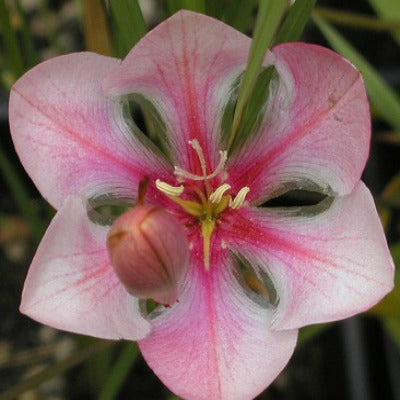 Tritonia_squalida