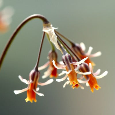 Tulbaghia_montana