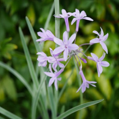 Tulbaghia violacea 'Silver Lace'
