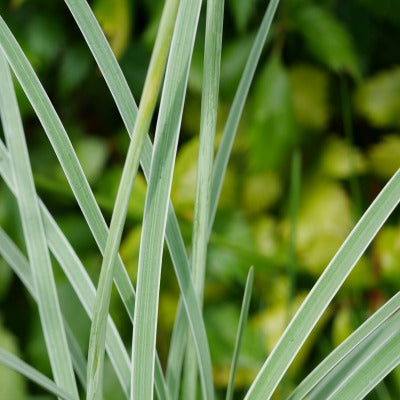 Tulbaghia violacea 'Silver Lace'