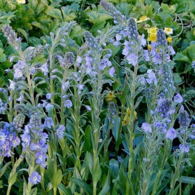 Veronica_gentinoides_Little_Blues