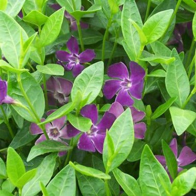 Vinca minor atropurpurea