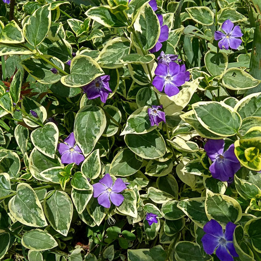 Vinca minor variegata
