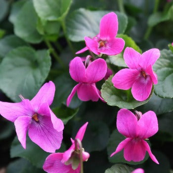 Viola_odorata_Melanie