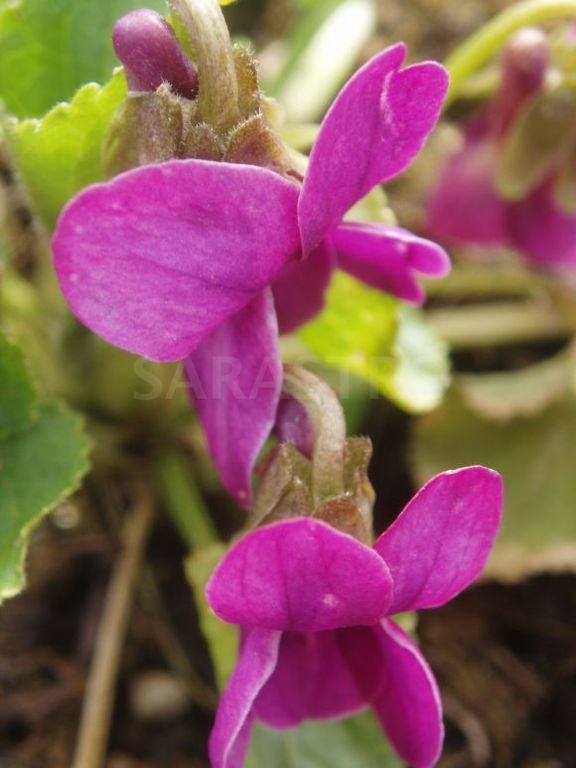 Viola_odorata_Rubra