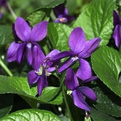 Viola odorata The Czar