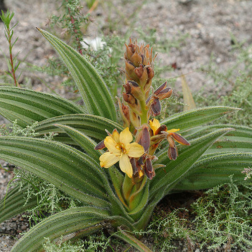 Wachendorfia paniculata