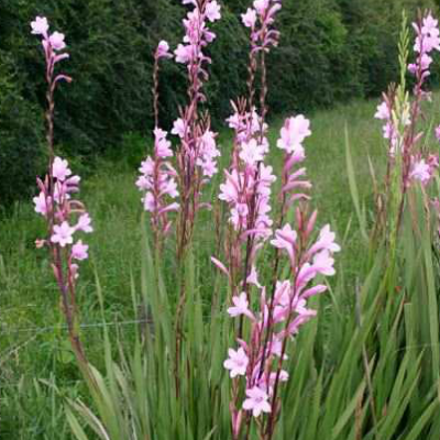 Watsonia_borbonica