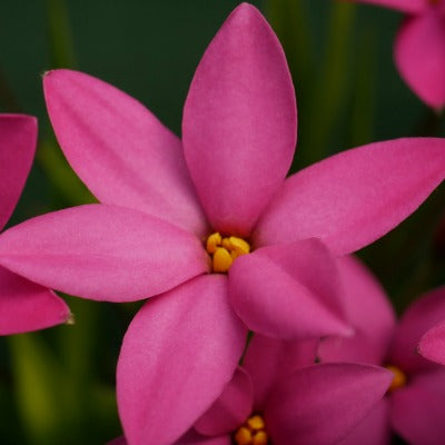 x Rhodoxis_Hebron_Farm_Cerise
