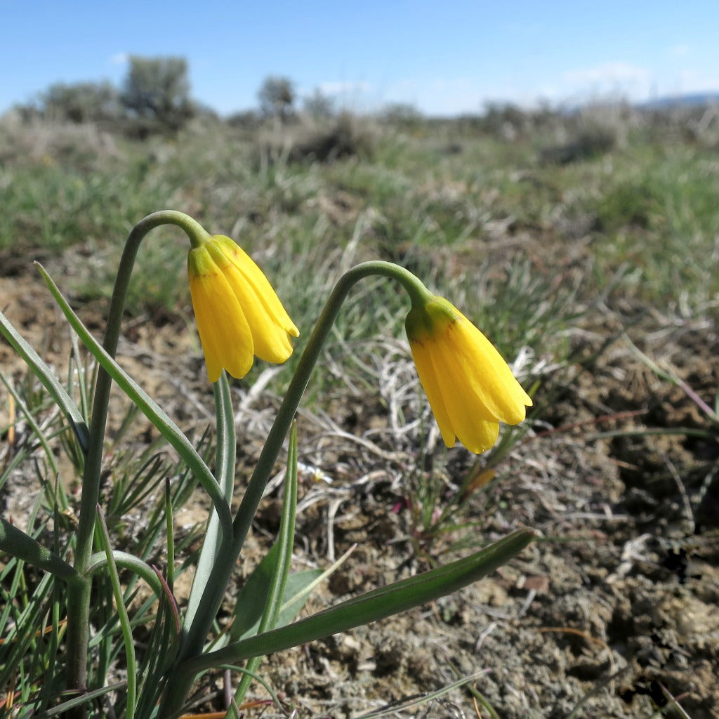 Fritillaria pudica