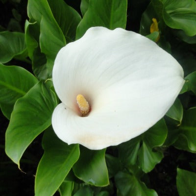 Zantedeschia_aethiopica