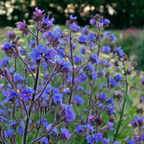 Anchusa azurea Dropmore