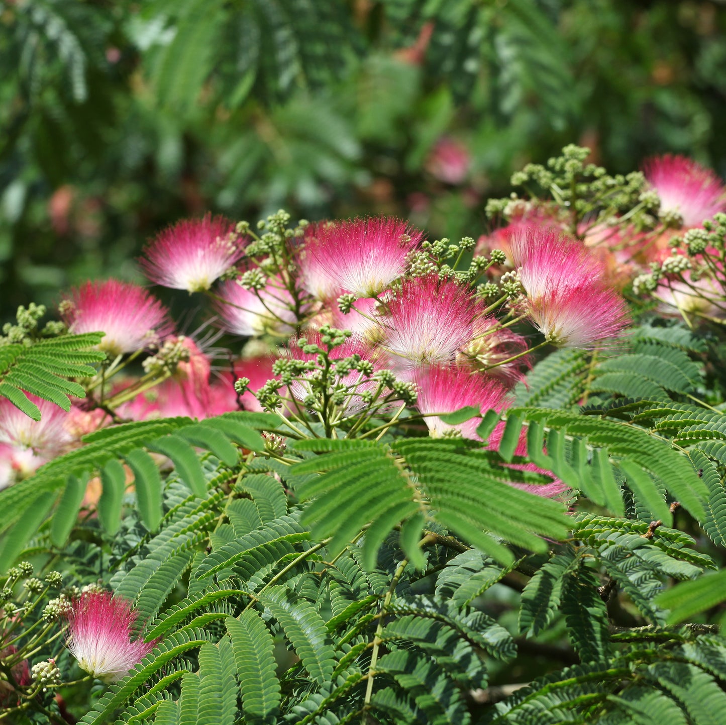 Albizia julibrissin  syn Acacia julibrssin