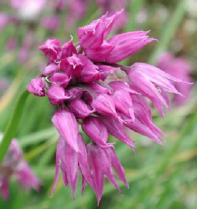 Allium cyathophorum var farreri