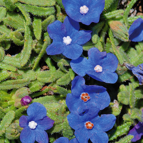 Anchusa caespitosa