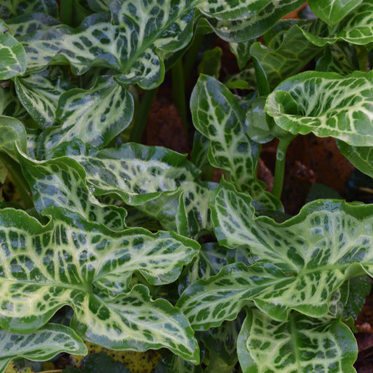 Arum Italicum marmoratum (pictum)