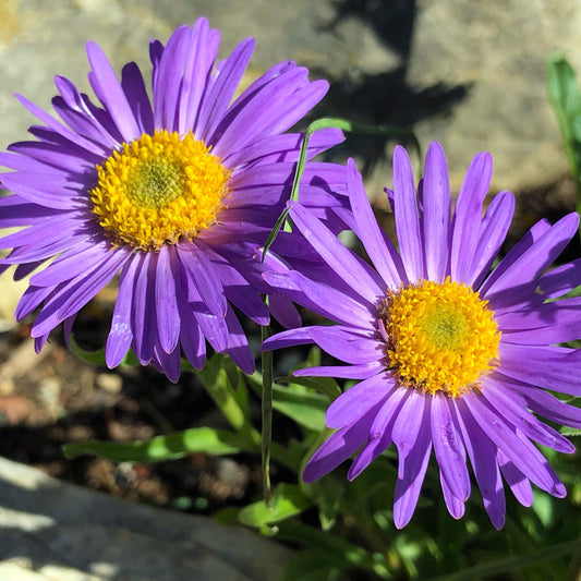Aster alipnus Dark Beauty