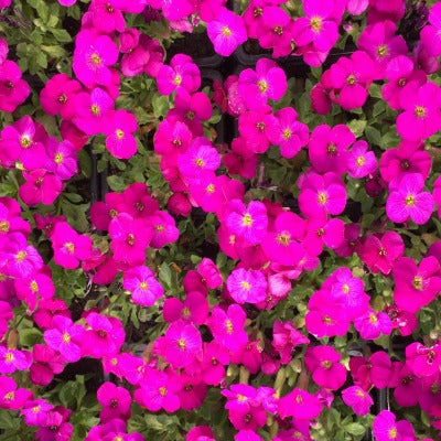 Aubretia cascage Royal Red