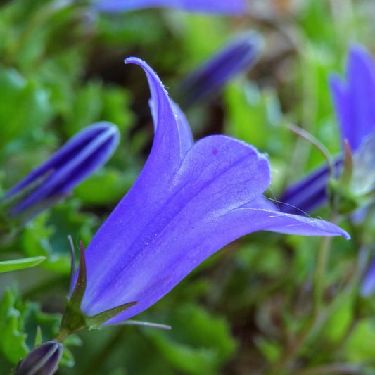 Campanula portenschlagiana Blue Magic