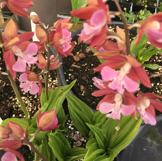 Calanthe discolor Rosie