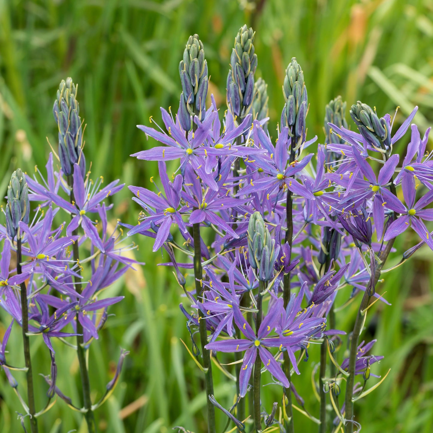 Camassia caerulea