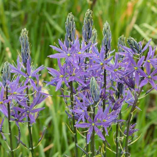 Camassia caerulea