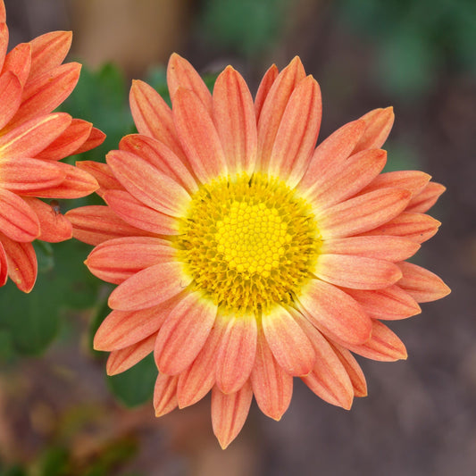 Chysanthemum Cottage Apricot