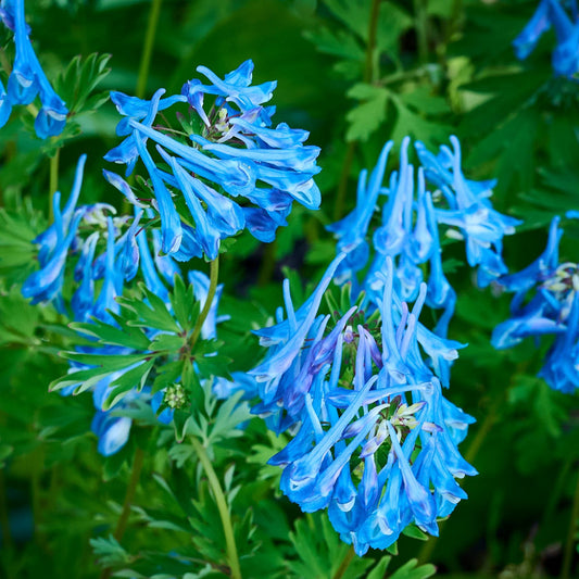 Corydalis elata 'Blue Summit'