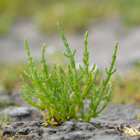 Crithmum maritimum