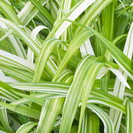Hemerocallis variegata