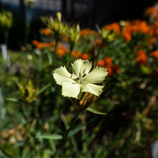 Dianthus knappii