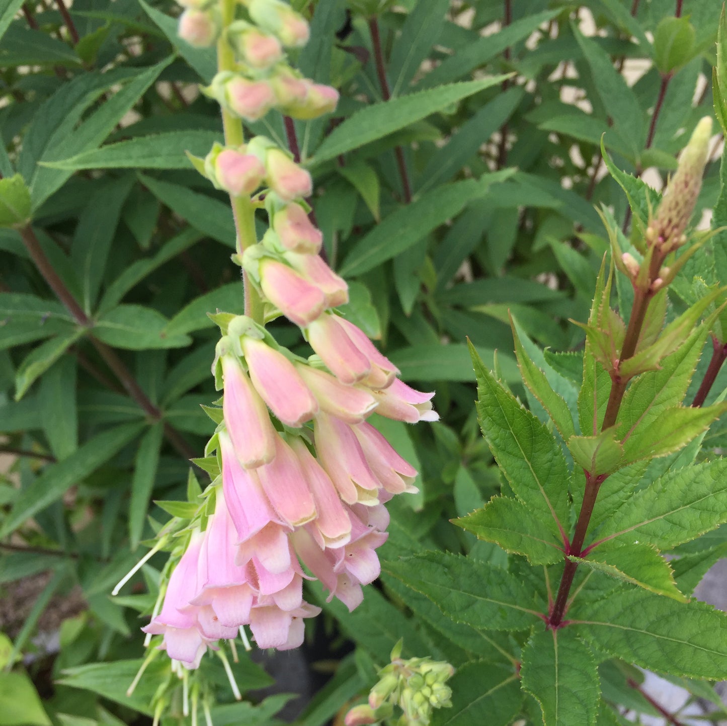 Digitalis lutea ssp variant Pink Cascade