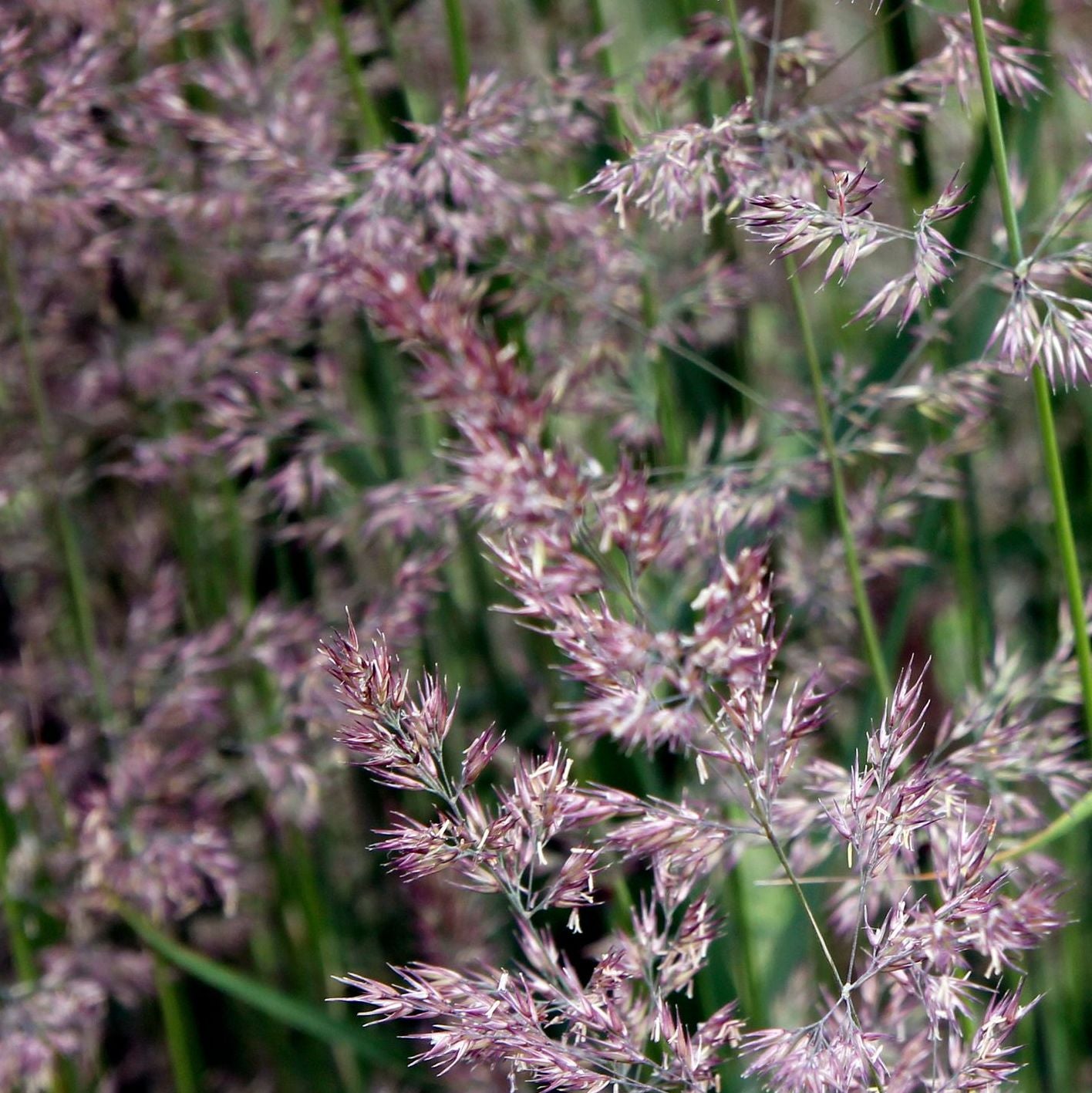 Eragrostis spectabalis