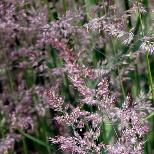 Eragrostis spectabalis