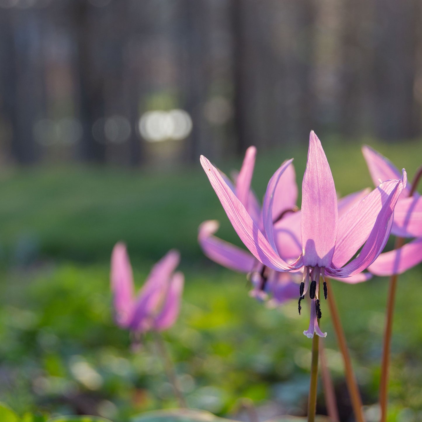 Erythronium dens canis