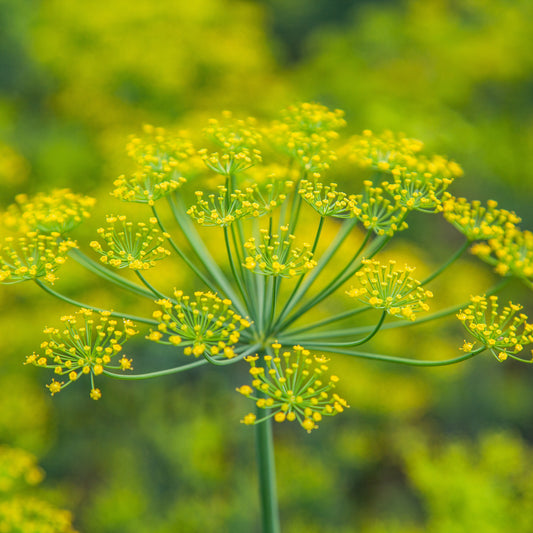 Foeniculum vulgare (Fennel)