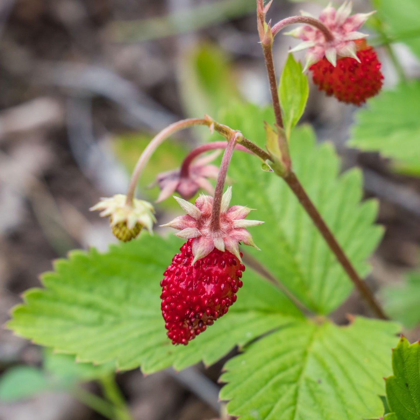 Fragaria alpina
