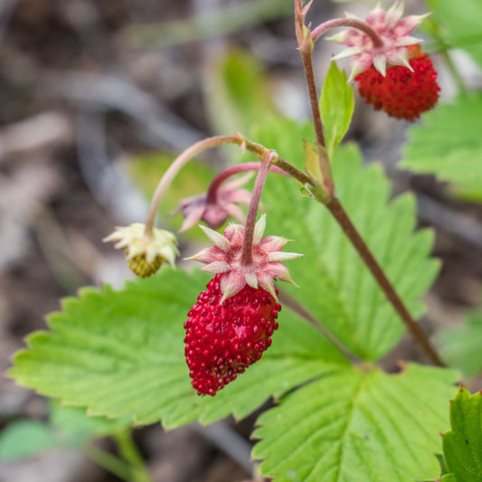 Fragaria alpina
