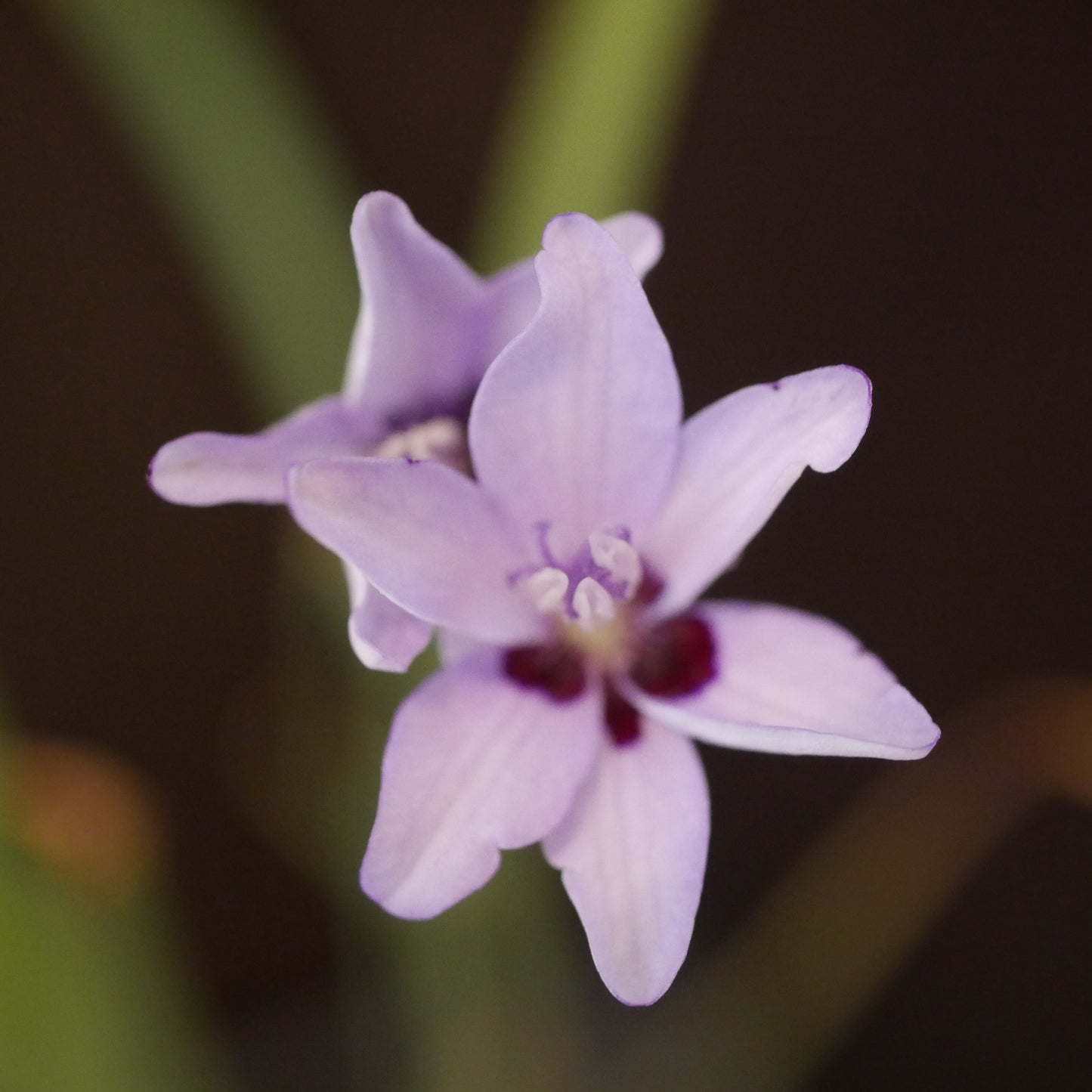 Freesia laxa Azurea