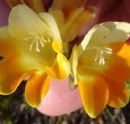 Freesia fergusoniae