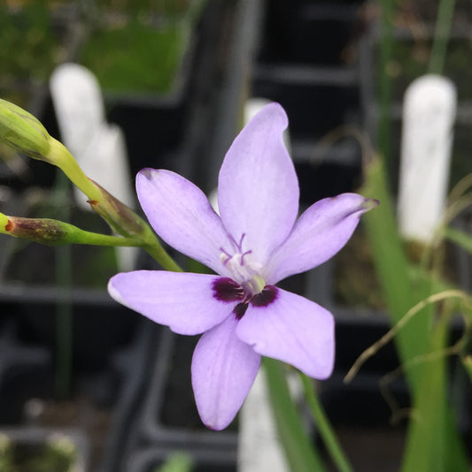 Freesia laxa Azurea