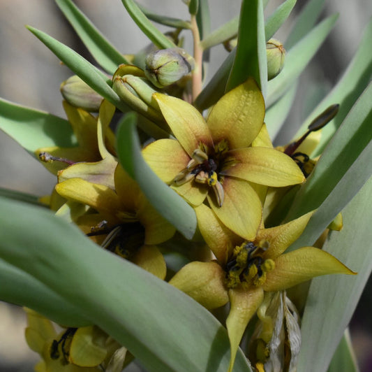 Fritillaria sewerzowii Green Eyes