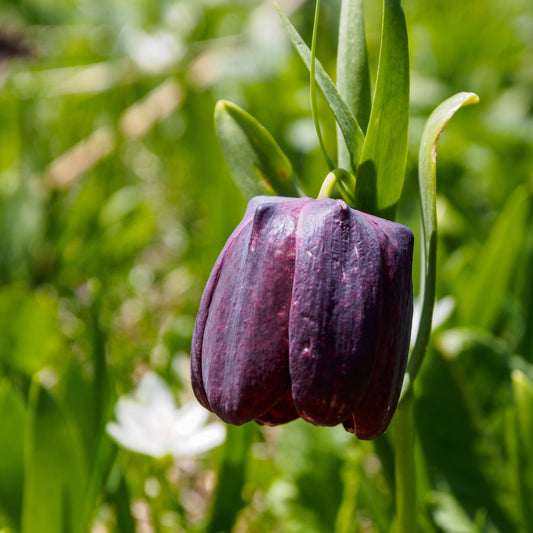 Fritillaria nigra